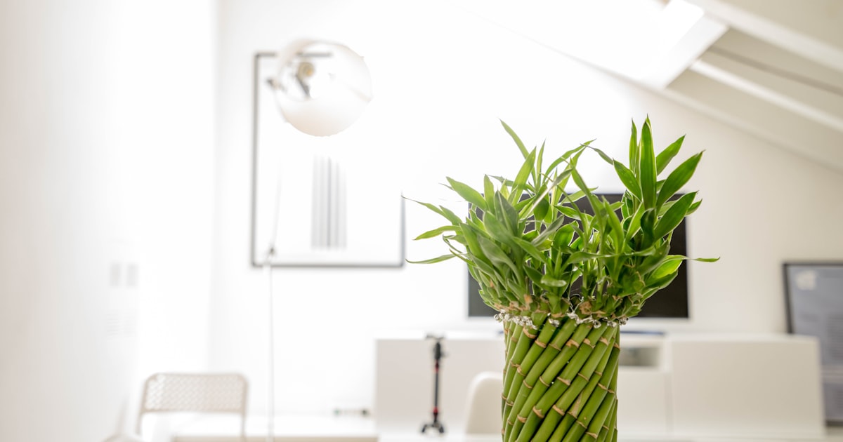Stalks of lucky bamboo in a clear glass vase on a table in a bright white room