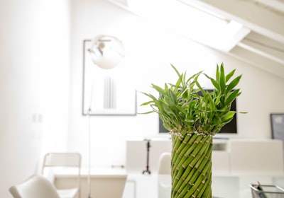 Stalks of lucky bamboo in a clear glass vase on a table in a bright white room